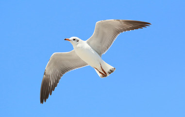 Beautiful seagull flying in the sky.