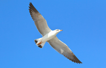 Beautiful seagull flying in the sky.