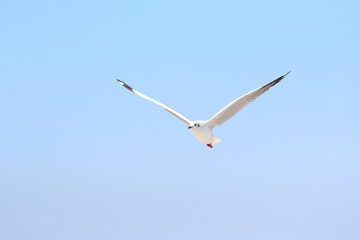 Beautiful seagull flying in the sky.