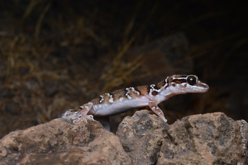 Termite hill gecko, Hemidectylus shahgali, Saswad, Pune, Maharashtra India