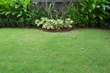 garden arrangement landscaping with green grass turf and small shrub plant in backyack of home decor