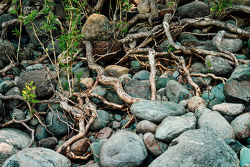 Small green sprouts of tree grows from roots. Nature sunny background of beautiful roots of deciduous tree on stony shore. Tree grows on of pile stones. Vitality plants. Snags on boulders in sunlight.