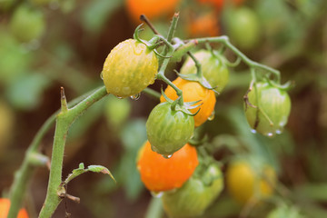Unripe tomatoes with drops of water in a summer garden after rain close-up. Retro style