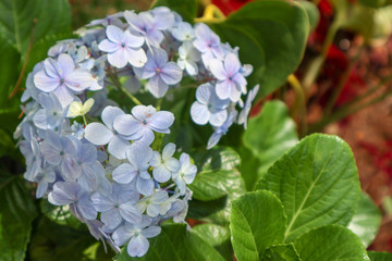 selective focus on the light blue jasmine flower on the garden