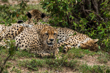 Fototapeta na wymiar Cheetah at Maasai Mara