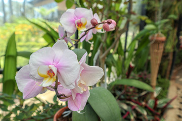 Beautiful delicate Phalaenopsis deliciosa flowers