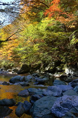 奥祖谷　渓谷を彩る紅葉(徳島県）
