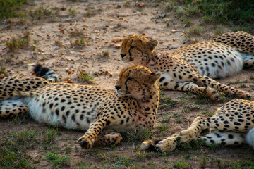 Cheetahs taking rest