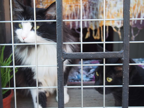 Domesticated cat in between the window and the fence, Colorful houses and streets of the port city, Valparaiso, Chile