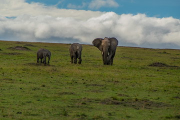 Fototapeta na wymiar Elephant family