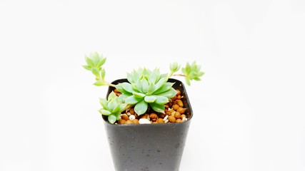 plant in pot isolated on white