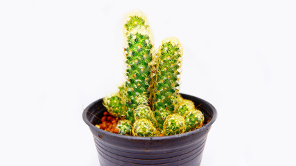 cactus in pot isolated on white background