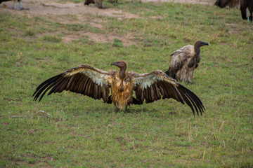 Vulture