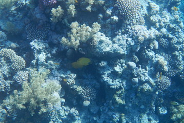 Naklejka na ściany i meble Colorful tropical fish swim among corals in the Red Sea, Egypt