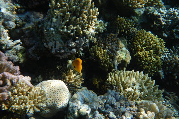 Plakat Colorful tropical fish swim among corals in the Red Sea, Egypt