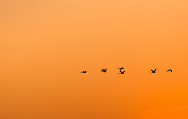 Silhouette of seven swans flying high in the sky on colorful sunset. Copy space, selective focus.