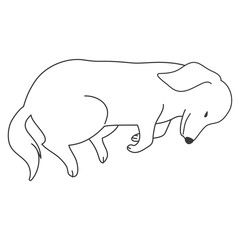 犬　ポーズ　表情　ミニチュアダックスフンド　寝る