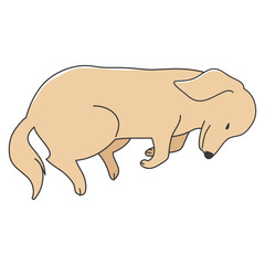 犬　ポーズ　表情　ミニチュアダックスフンド　寝る