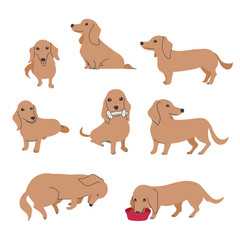 犬　ポーズ　表情　ミニチュアダックスフンド　バラエティ