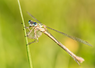 Nice macro photo of a dragonfly with blue tones and transparent wings