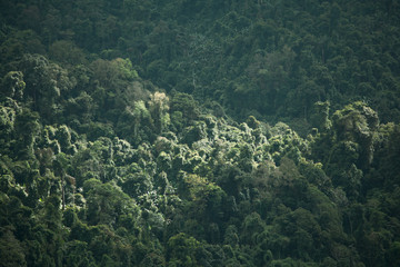 Close up detail of the rain forest mountain in Thailand