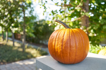 Decorative pumpkin in garden sunny day.                       