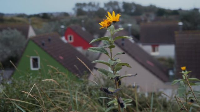 Yellow flower in the foreground. Small Holland village Zandvoort.