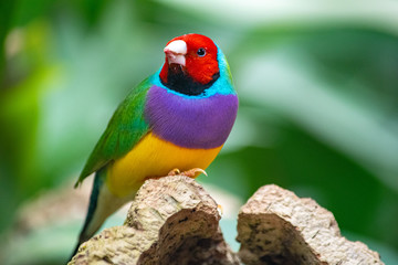 a close up shot of a colourful finch keeping an eye out and feeding in my local butterfly garden in Benalmadena, Spain