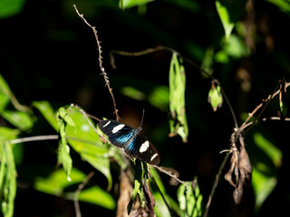 日光浴するドクチョウ（Heliconius sara）