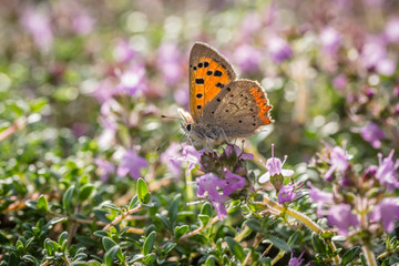 Small copper (Lycaena phlaeas)