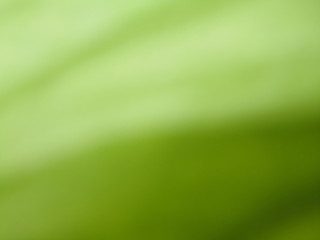 Abstract green background. Blurred greenery background.