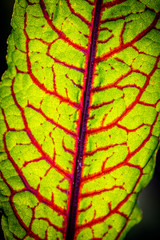 Bloody dock (Rumex sanguineus)