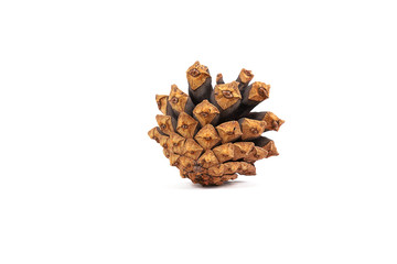 Small brown pine cone isolated on white background. Cone collected early autumn on the shore of the bay.