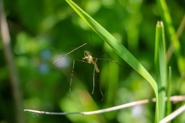 dragonfly on a leaf