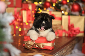 Cute black and white puppy Laika.