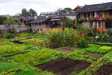 Farming land for local resident in Shuhe,  Lijiang ancient town.    
