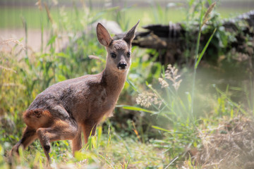 Capreolus capreolus, Rehkitz im Portrait 