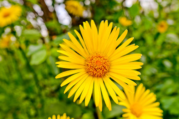 Bright yellow flowers of Doronicum orientale, or leopard's bane. Garden decorative flowering plant. Close-up.