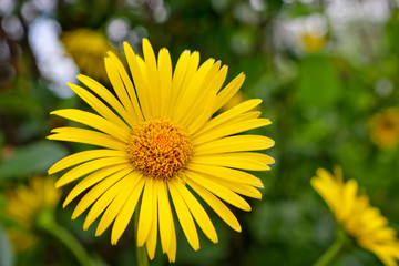 Bright yellow flowers of Doronicum orientale, or leopard's bane. Garden decorative flowering plant. Close-up.