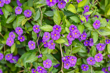 Small violet color flowers