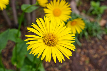 Bright yellow flowers of Doronicum orientale, or leopard's bane. Garden decorative flowering plant. Close-up.