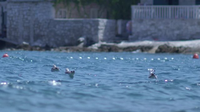 Flocks of black-backed gulls float on the waters of Postira, Croatia.