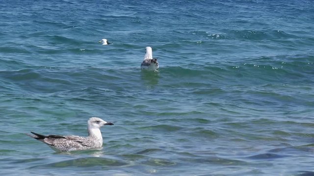 Juvenile black-backed gulls are a common sight along the Adriatic coast near Postira.