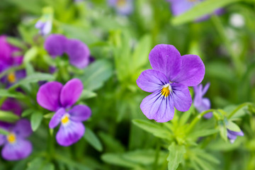 Beautiful purple pansy flowers. Close-up. Ornamental garden flowers.