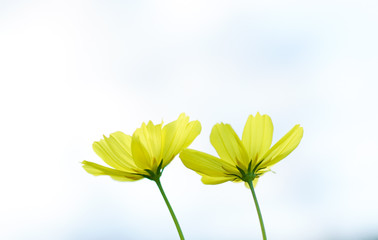 Obraz premium Closeup Yellow cosmos flowers blooming on sky background