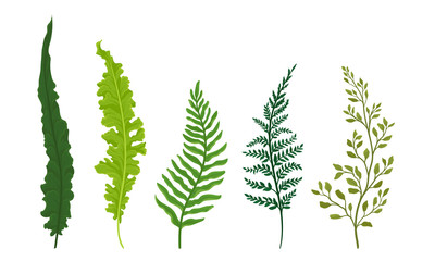 Ferns Set. Botanical Detailed Vector Illustrated Collection