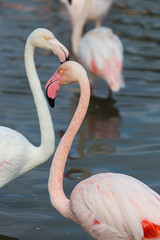 Great pink flamingo head and neck close up portrait on a lake background