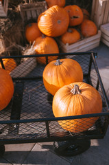 Harvest of pumpkins at the fair