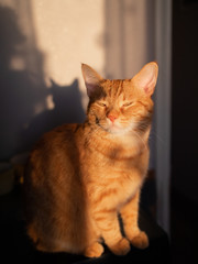 Cute ginger cat in the sun