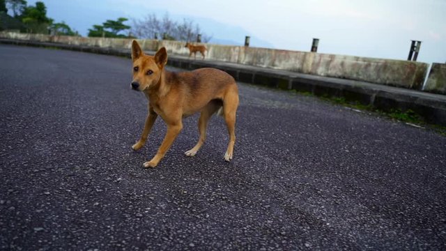 slow motion of a scared dog jumping backwards